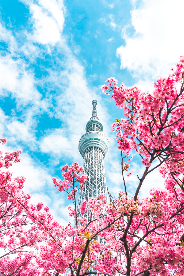 Tokyo Skytree et sakura