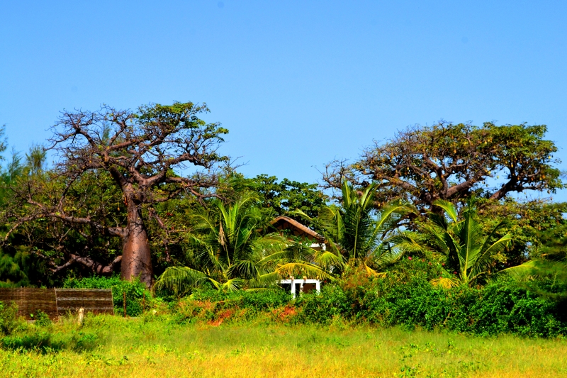 Paysage typique dans le delta du Sine-Saloum, au Sénégal. Ici, le village de Palmarin