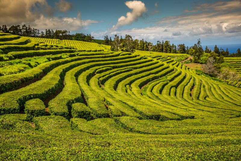 Plantation de thé aux Açores.