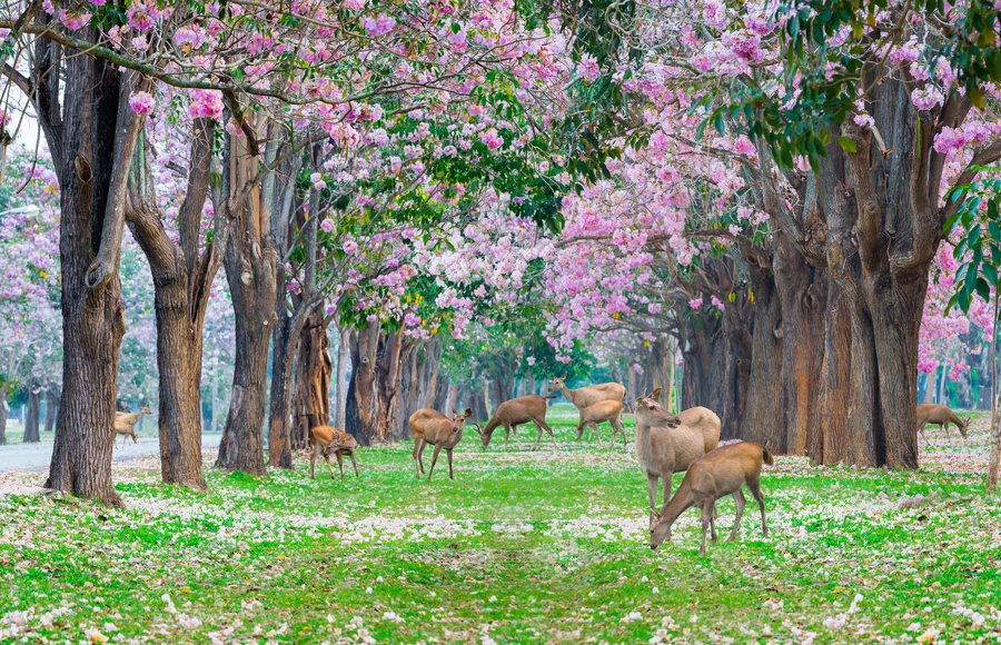 Cerfs dans un parc au Japon