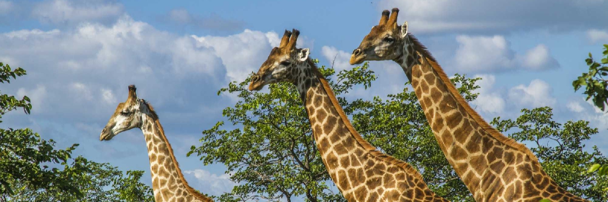 Kenya & Tanzanie