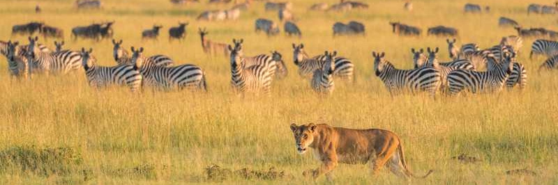 Tanzanie